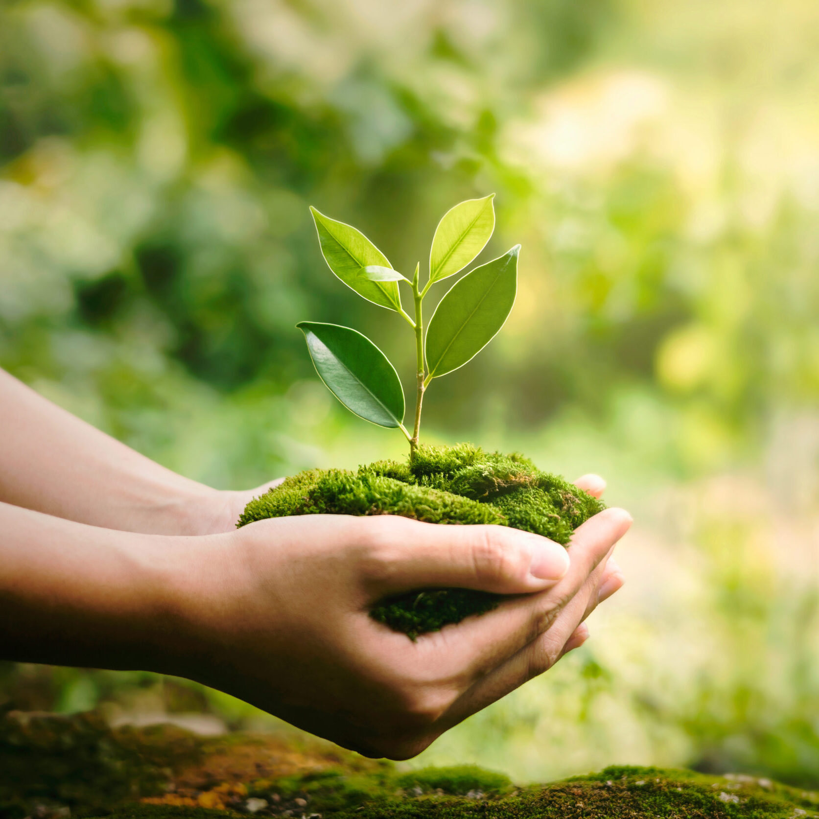 Natural resources, picture of a tree sapling - SHIFT, Perth & Kinross Climate Change Commission